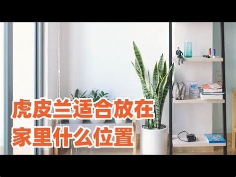 虎尾蘭放哪裡|虎尾蘭該放哪？不同位置有不同的風水作用！